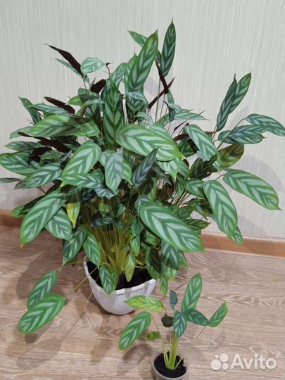 Спатифиллум Джемени, Ктенанта