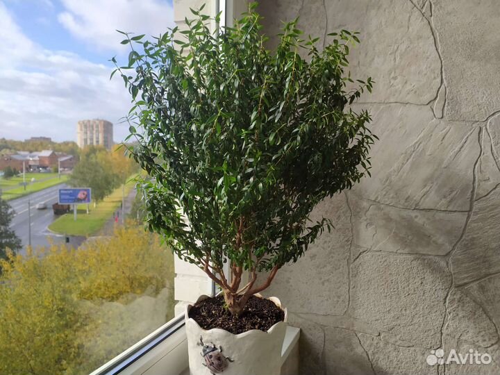 Мирт комнатный