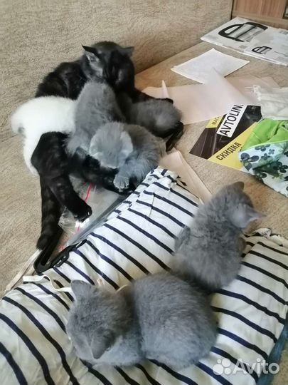 Шотландская кошка