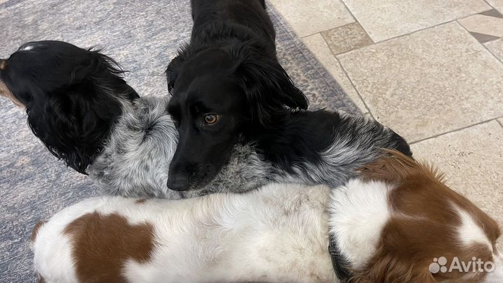 Выгул собак