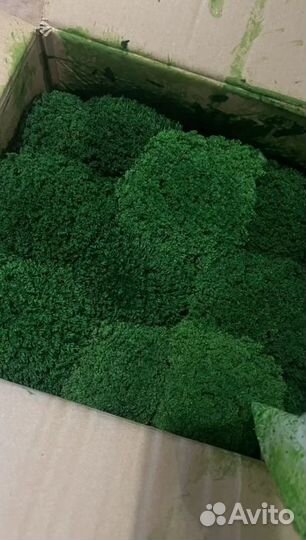Стабилизированный мох кочки,боровой мох