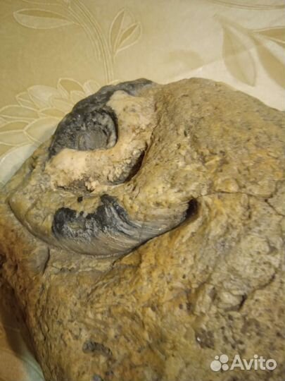 Окаменелости