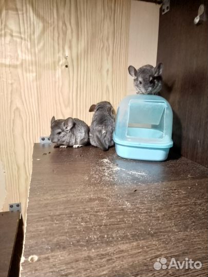 Котята шиншилла