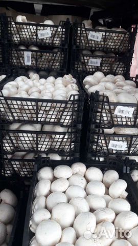 Грибы шампиньоны