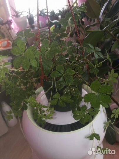 Излишки комнатных цветов