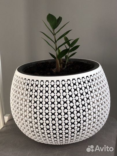 Замиокулькас, не требует пересадки