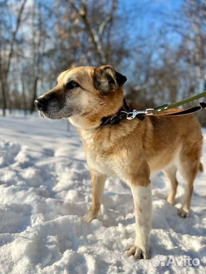 Собака не хочет сидеть в тесной клетке