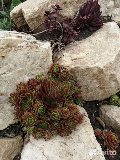 Молодила и тимьян