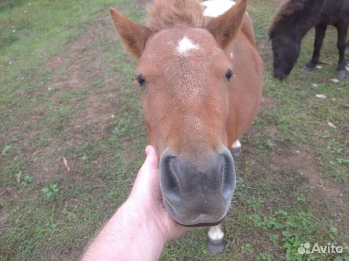 Пони. Продажа. Обмен