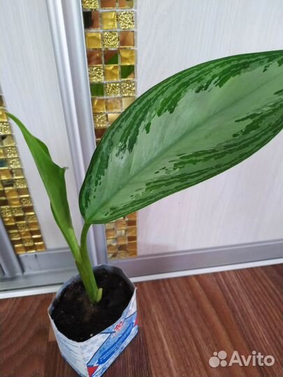 Аглаонемы, ктенанты