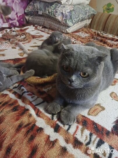 Шотландская вислоухая