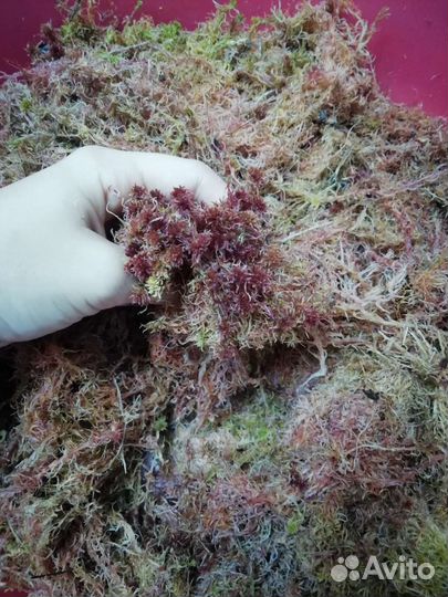 Мох сфагнум сухой