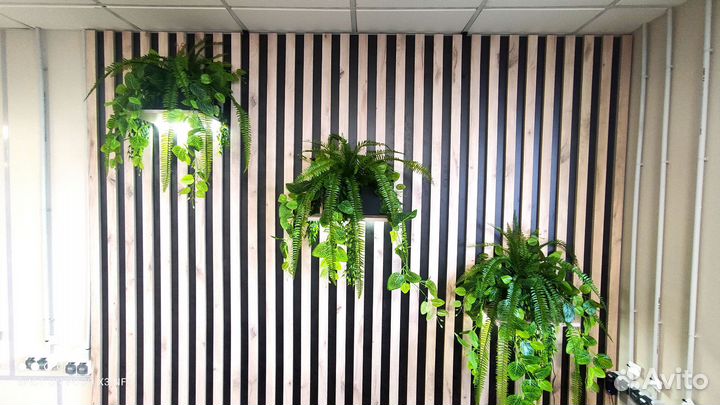 Озеленение интерьера, фитостены фитопанно деревья