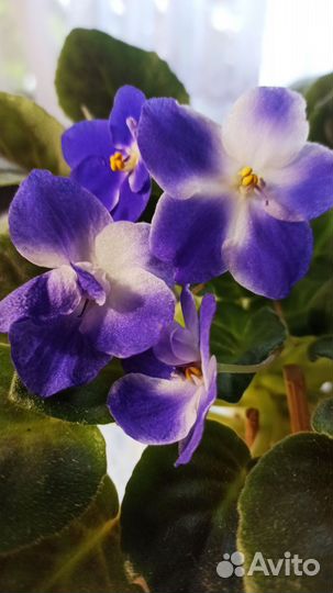 Фиалка в горшочке