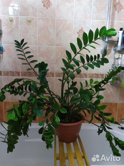 Замиокулькас большой