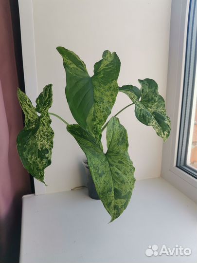 Сингониум моттлед