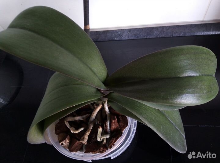 Орхидея фаленопсис Монпелье