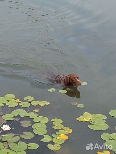 Вязка Курцхаар