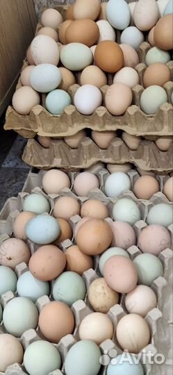 Цыплята домашние в небольшом количестве разные