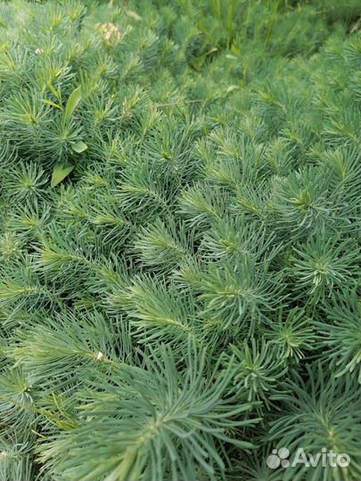 Декоративное растение Очиток компактный (Седум)