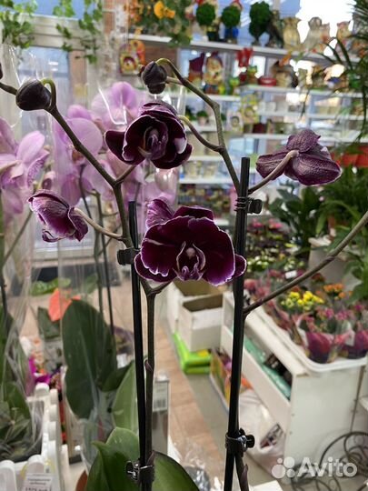 Орхидея фаленопсис каменная роза