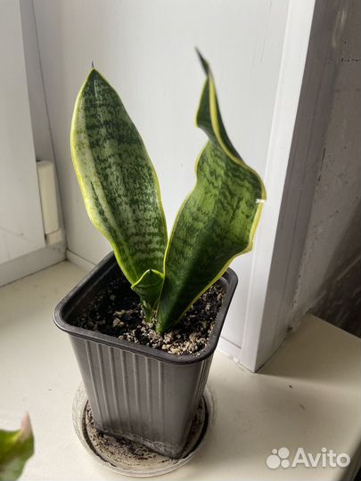 Сансевиерия