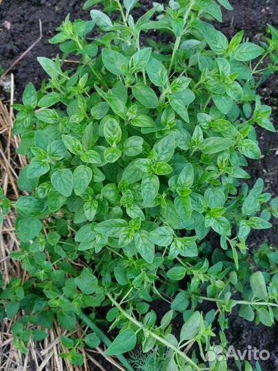 Душица, мята, мелисса