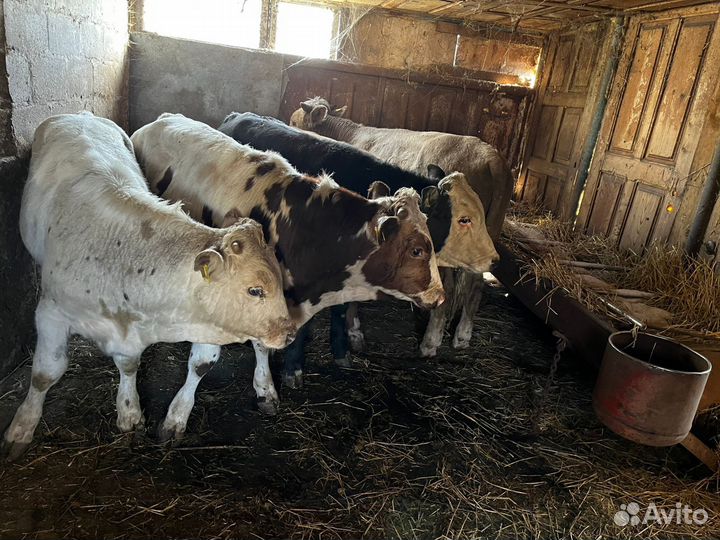 Бычки и быки