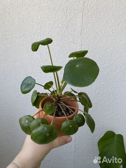 Пилея пеперомиевидная