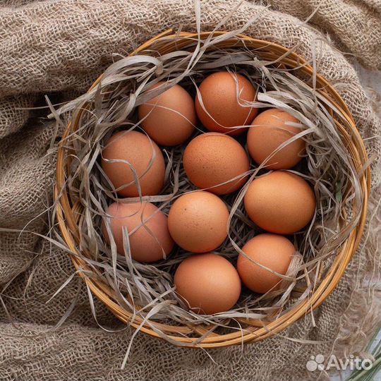 Домашние куриные яйца