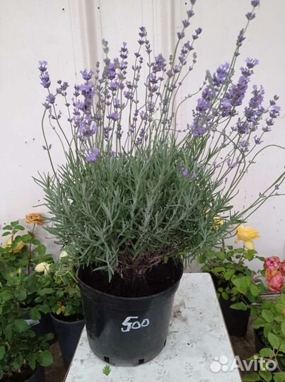 Лаванда куст