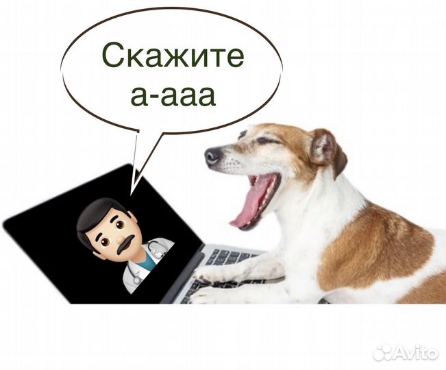 Ветеринарный полис кошечки собачки на целый год