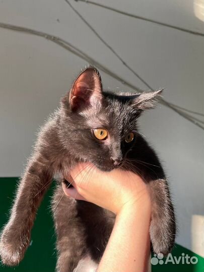 Котенок мальчик бесплатно