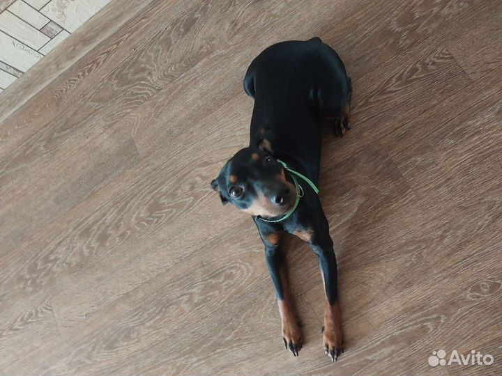 Цвергпинчер в добрые руки