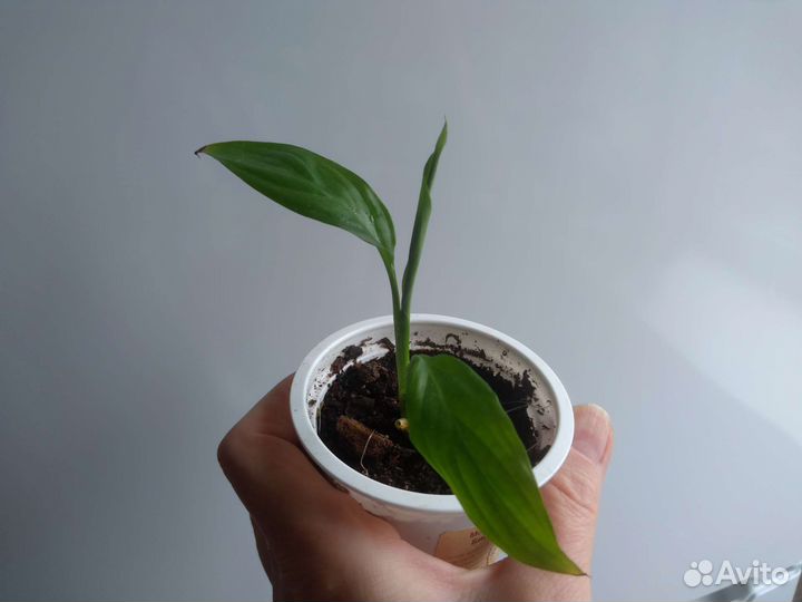 Спатифиллум