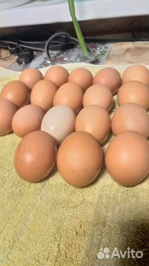Домашние куриные яйца