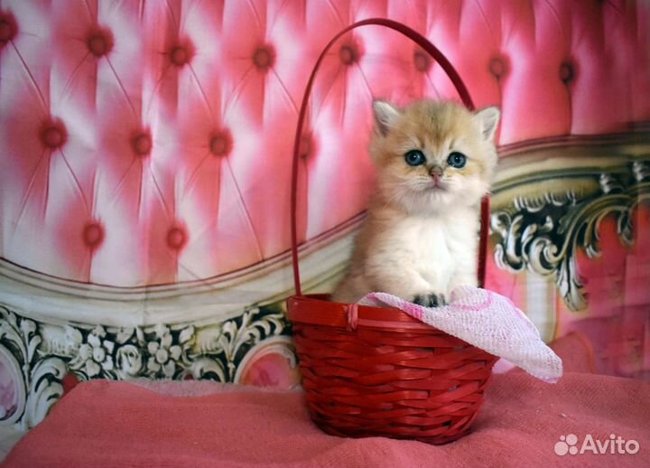 Золотой к/ш мальчик