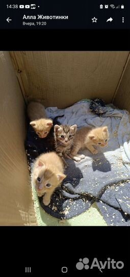 Ваше рыжее счастье ищет Вас