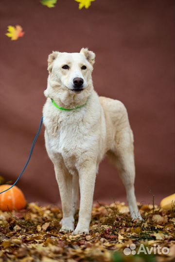 Собака Наоми