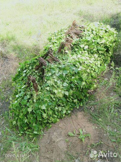 Березовые веники