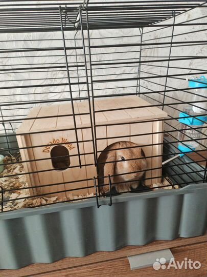 Декоративный кролик в добрые руки