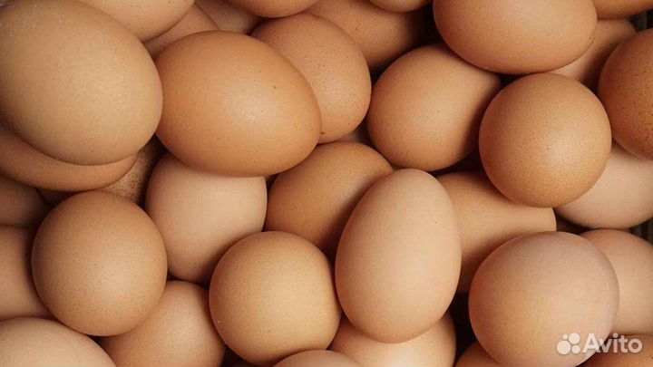 Домашнее куриное яйцо