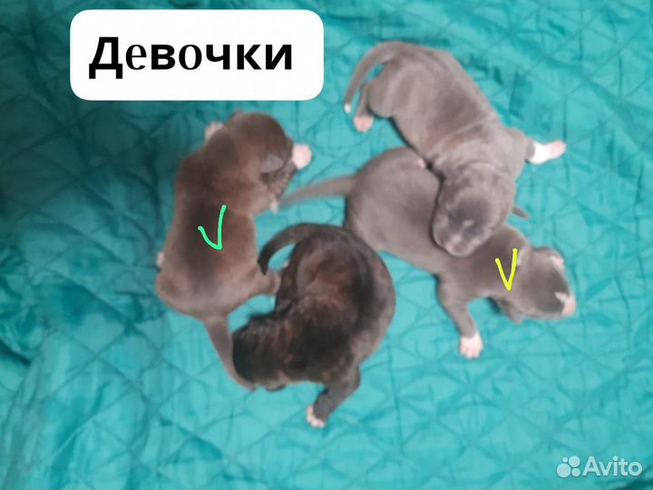 Стаффордширский терьер