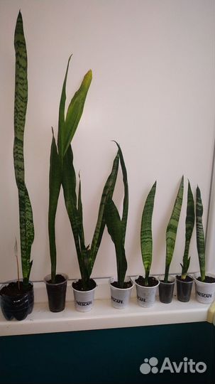 Комнатные растения