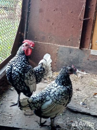Куры петухи