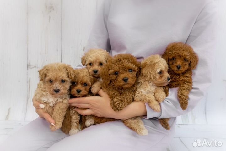 Той-пудель и мальтипу