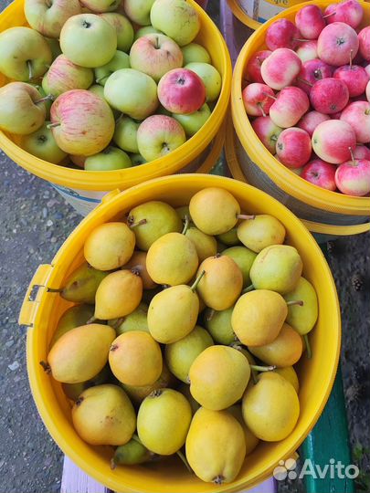 Груша, яблоки