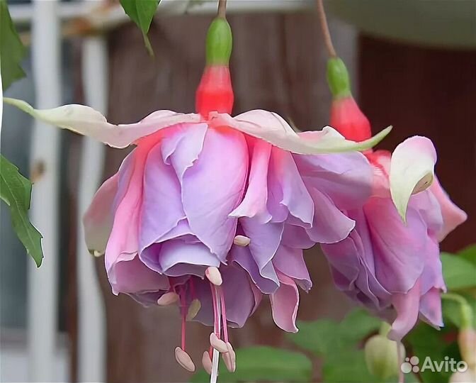 Цветы для дома и сада, черенки с корнями, высажены