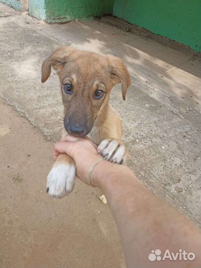 Собака в добрые руки щенок