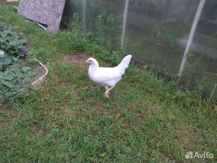 Куры и петухи